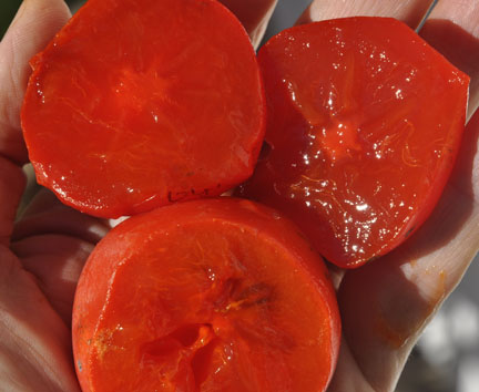 Persimmon Rosseyanka  Fruit Halved